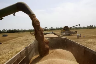 Productores de trigo quieren transparencia en el mercado