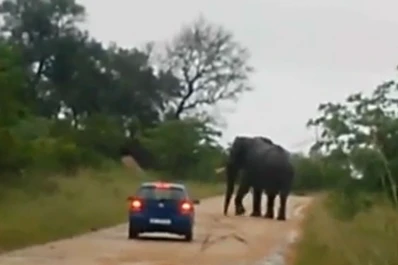 Un elefante atacó y volcó un auto