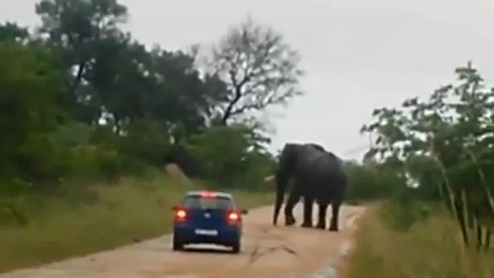 PELIGRO. El animal comenzó a atacar el automóvil. CAPTURA DE VIDEO.