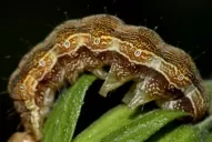 La helicoverpa armiguera amenaza los cultivos