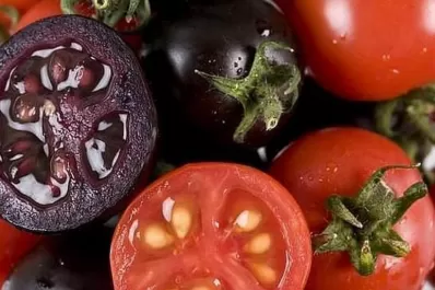 Un laboratorio británico logró tomates morados para prevenir el cáncer