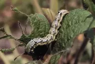 Las orugas asociadas a las malezas también requieren monitoreos exhaustivos