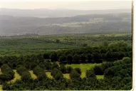 No bajar los brazos para prevenir el HLB