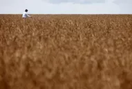 Brasil: esperan un récord de producción sojera