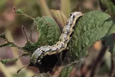 Las orugas asociadas a las malezas también requieren monitoreos exhaustivos