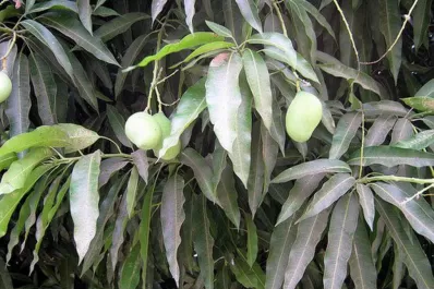 El frío complica las plantaciones de California