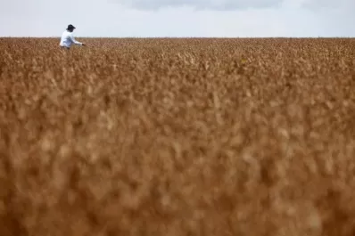 Brasil: esperan un récord de producción sojera