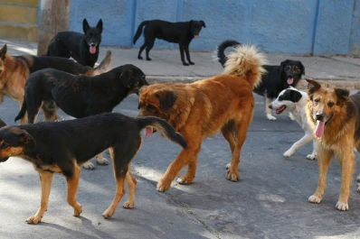 Polémica en Chile por una ley que autoriza a matar perros