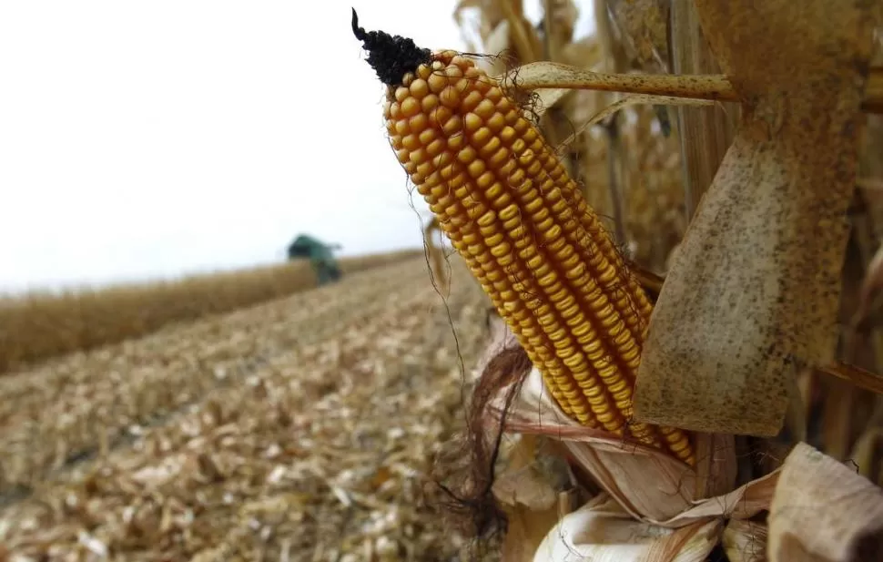 SUBAS FUERTES. El maíz es otro cultivo que tuvo una fuerte alza de precios en sus insumos, por lo que sin dudas afectara la rentabilidad el productor del NOA que usa este cultivo para rotar. reuters