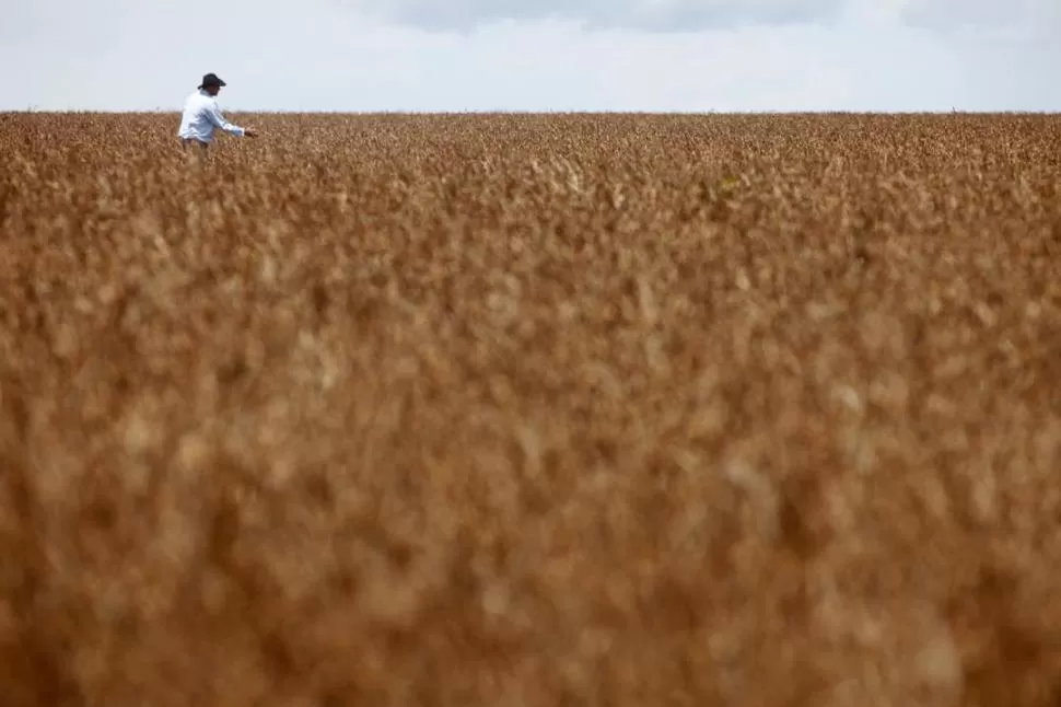 PRONÓSTICO. Proyectan 90 millones de toneladas para la actual campaña. reuters 