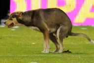 Un perro se llevó una ovación en Central-River