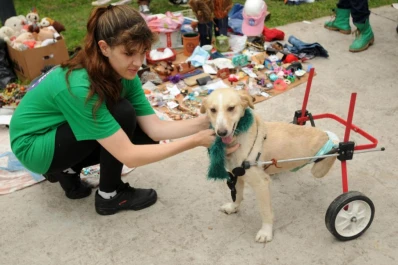 Anhelan que no haya más perros en la calle y critican la adopción irresponsable