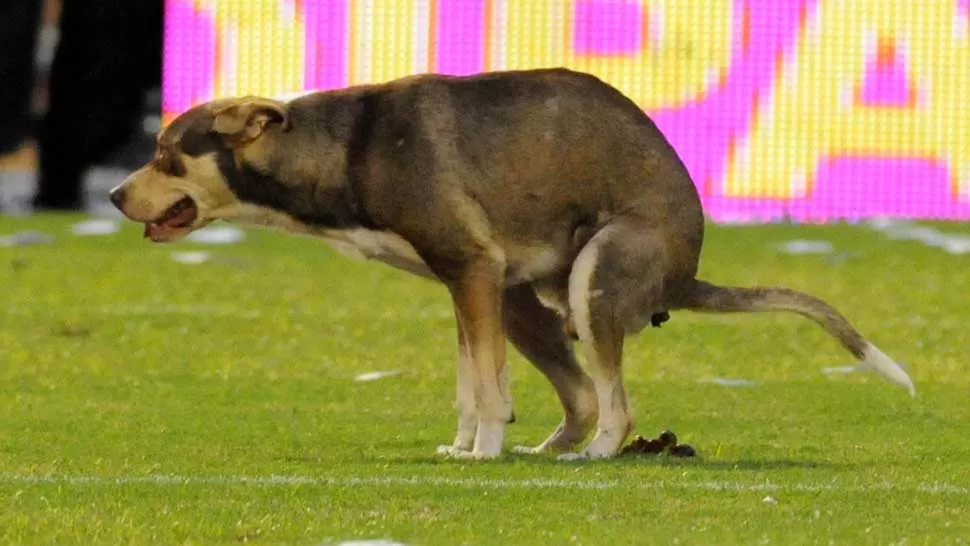 SIN DRAMAS. El perro hizo caca en el área de Rosario Central. DYN 