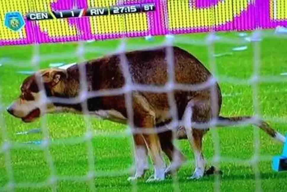 FRENTE A LAS CÁMARAS. El perro defecó mientras se jugaba el partido Rosario Central-River. LA GACETA