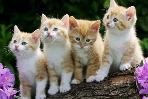 Miles de personas celebran el Día Internacional del Gato en Facebook