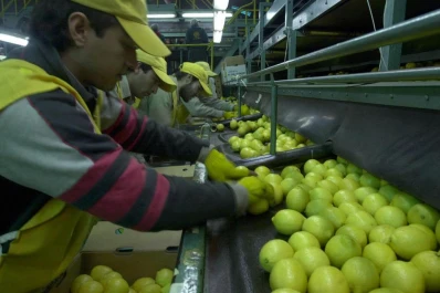 Ratifican que habrá una menor producción de limones