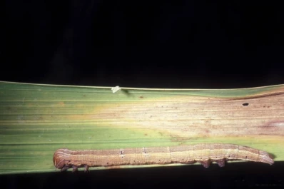 Tierra de diatomeas, una solución productiva