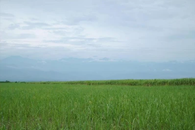 “Las plantas presentan un retraso significativo”