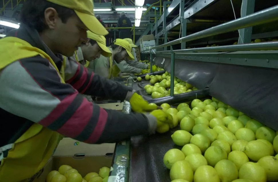 UN PROBLEMA SOCIAL. La cosecha de menos cantidad de limones se traducirá en menor demanda de personal.  