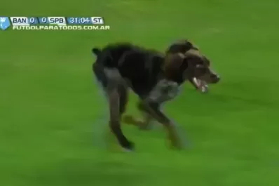 Un perro entró al partido de Banfield y Almeyda lo responsabilizó de la derrota