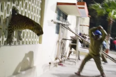 Un leopardo causó pánico en un hospital