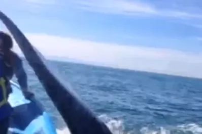 Filman el momento en que una ballena golpea con su cola a una mujer