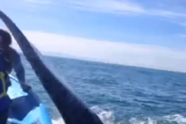 Filman el momento en que una ballena golpea con su cola a una mujer