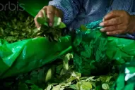 Berni hizo enojar a los consumidores de coca