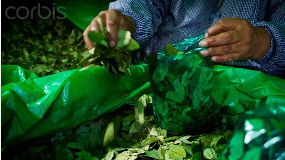 PARTE DE LA CULTURA. La coca es un cultivo ancestral y el coqueo una costumbre arraigada entre los pueblos del norte argentino. FOTO DE CORBISIMAGES.COM