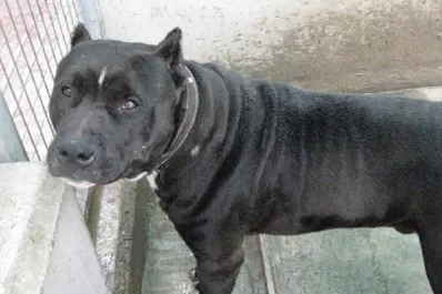 Un pitbull desfiguró a una niña de cinco años