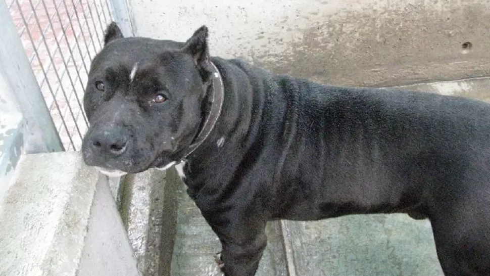 RAZA CUESTIONADA. Los pibull son perros feroces que están prohibidos en muchos países. FOTO TOMADA DE MOLOSOS.MFOROS.COM