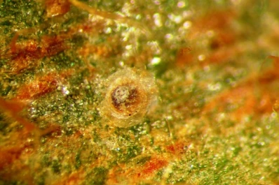 Interceptan plaga exótica en cítricos