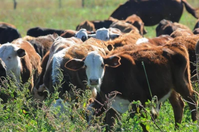 La ganadería necesita incentivos para crecer