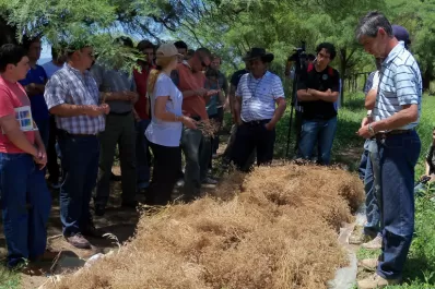 Promueven en Salta mejoras genéticas en semillas de comino y anís