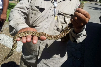 Una víbora asustó a todos en un country de Yerba Buena