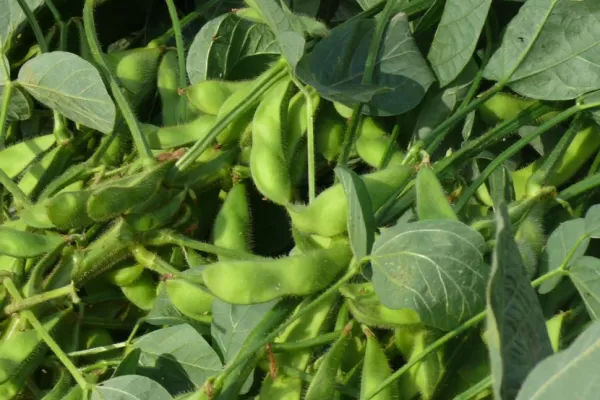 Los cultivos presentan un mejor desarrollo