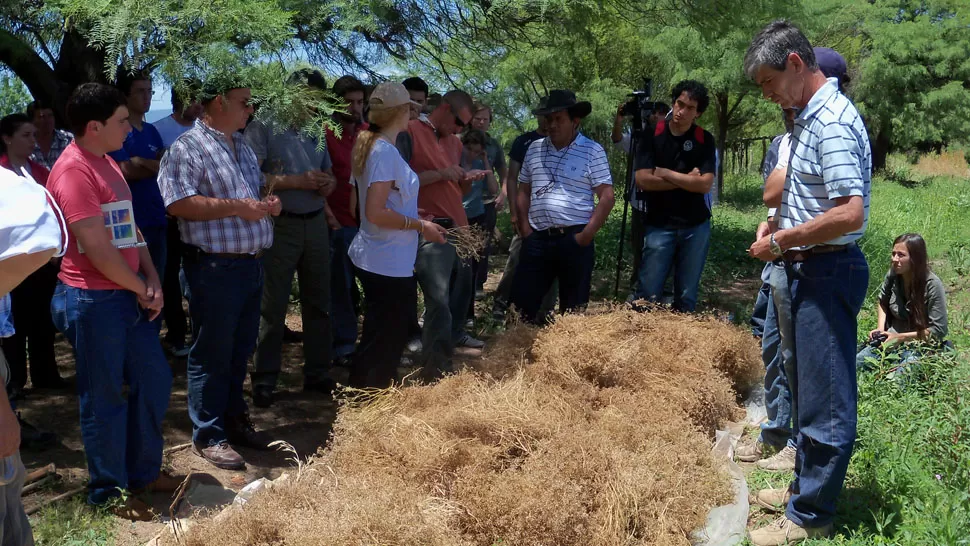 PRODUCCIÓN. El cultivo de especias es tradicional en los Valles Calchaquíes. FOTO DE INTA.GOB.AR