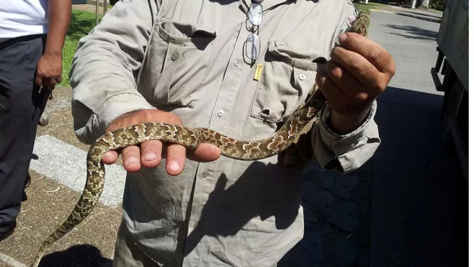 HALLAZGO. La víbora que alertó a todos en El Golf. FOTO GENTILEZA DE RODOLFO ANGEL