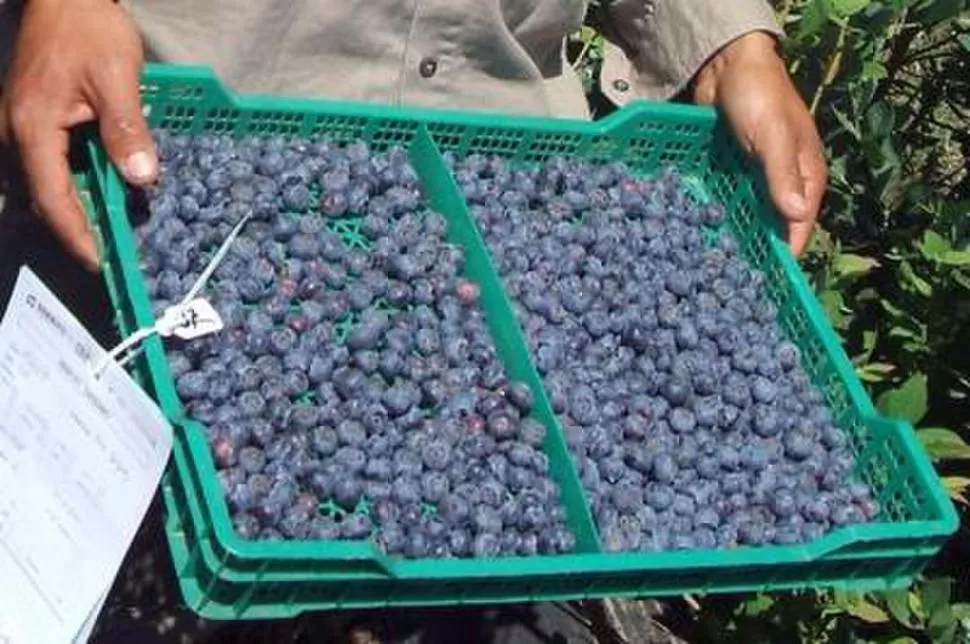 CALIDAD. Los arándanos tucumanos son consumidos en el país del Norte.  