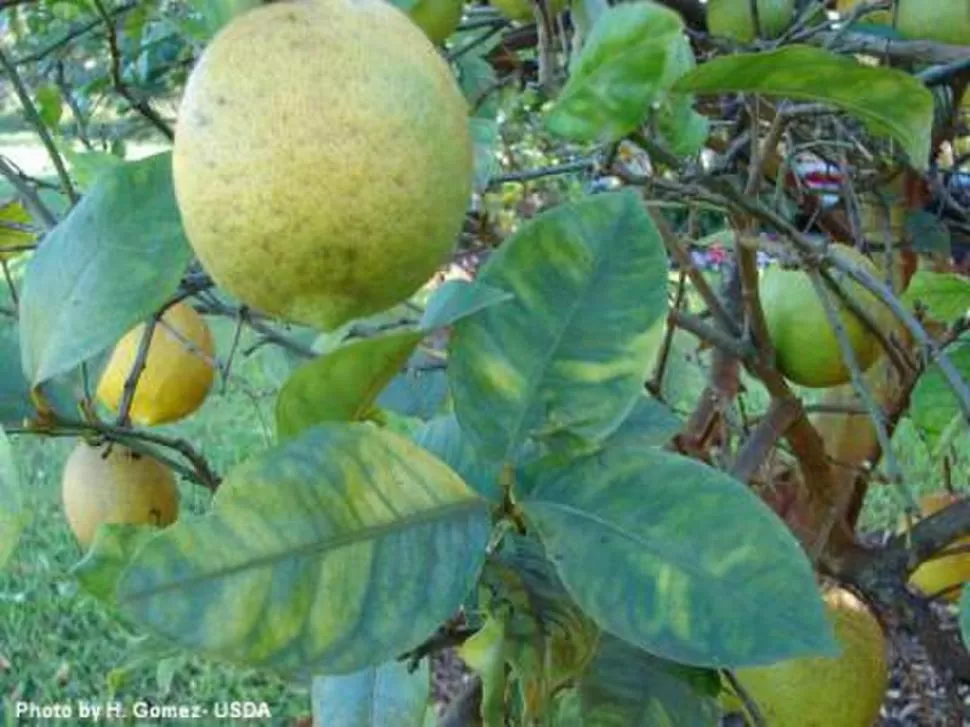 ENFERMEDAD PELIGROSA. La planta infectada va directo a la muerte.  