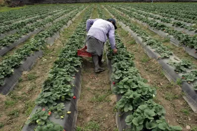 Las producciones de hortalizas, frutilla y palta, en emergencia