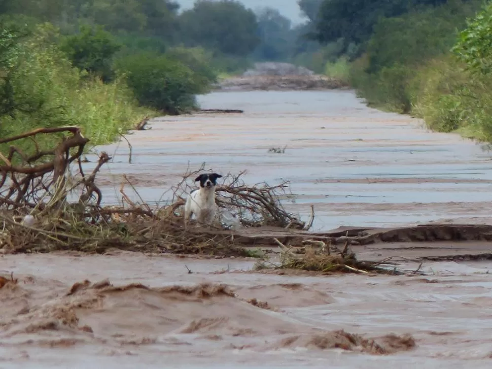 EL CAMINO SE VOLVIÓ RÍO. Un perro, entre el agua y unas ramas. la gaceta / foto de osvaldo ripoll 