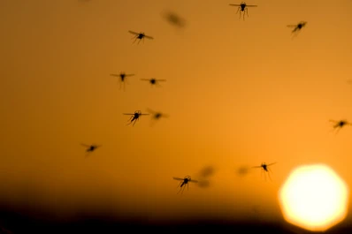 La invasión de mosquitos durará hasta que llegue el frío
