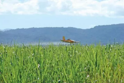 La mejor estrategia en caña de azúcar es aplicar madurador químico