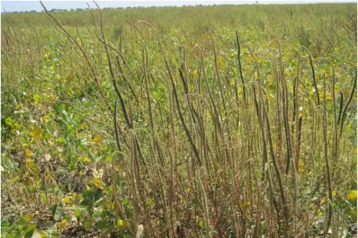 Detectan la presencia de Atacos RG