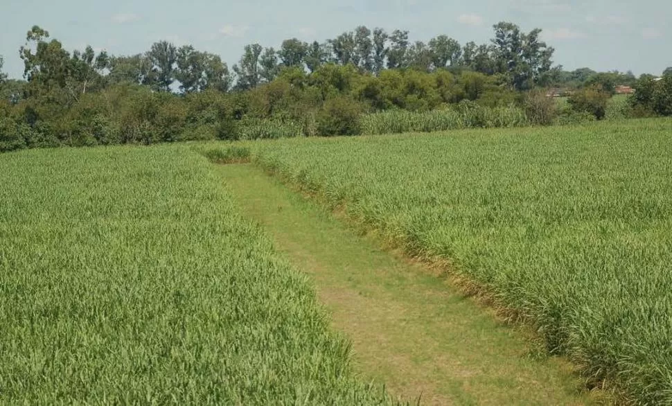 EN TUCUMÁN. La producción cañera está capacitada para transformarse en una actividad productiva sustentable y amigable con el medio ambiente. 