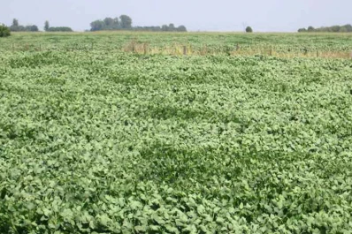 Prevén que la cosecha de soja en Santiago del Estero será 3 millones de toneladas