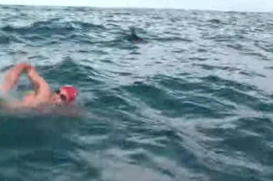 Un grupo de delfines evitó que un tiburón devore a un nadador