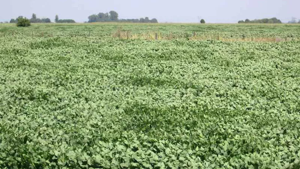 HORIZONTE. El paisaje del centro y norte de Argentina está cada vez más ocuparo por la soja. FOTO TOMADA DE PROTEGER.ORG.AR