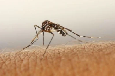 OX513A, el mosquito transgénico que ayudará a erradicar el dengue